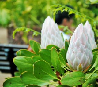 cła importowe donalda trumpa